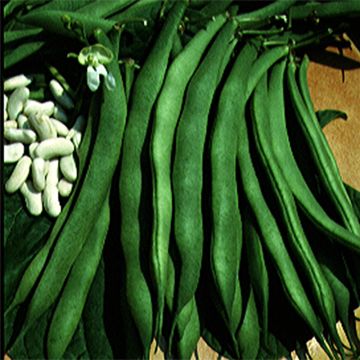 Feijão-anão para debulhar, Lingot suisse Branco - Ferme de Sainte Marthe Bio