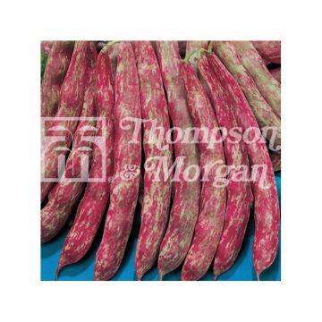 Feijão-anão Splendido - Feijão Borlotto