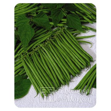 Feijão-verde anão Bellini