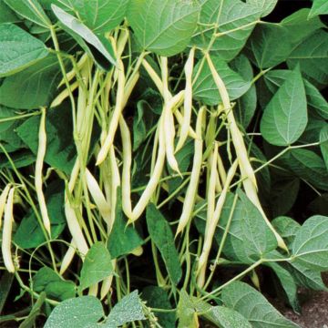 Feijão-anão Admires (vagens planas)-anão de agulha amarelo Bio - Ferme de Sainte Marthe