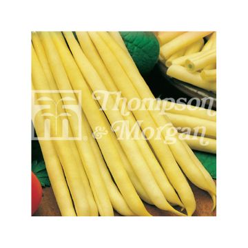 Feijão-anão-manteiga Creso