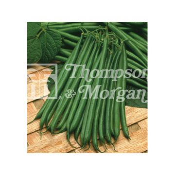 Feijão-verde anão Boston