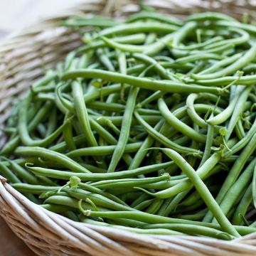 Feijão-anão mangetout Dominal sementes