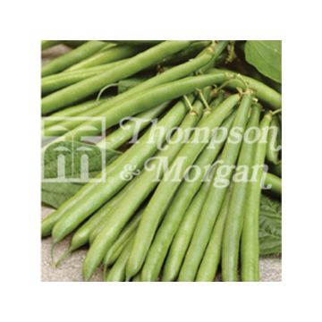 Feijão-verde anão Laguna