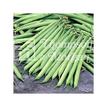 Feijão-verde anão Opera