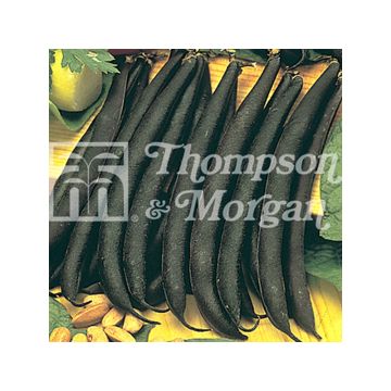 Feijão-de-vagem anão Purple Teepee