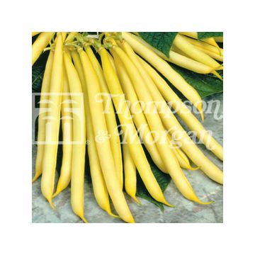 Feijão-anão Manteiga Sonesta