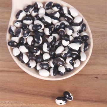 Feijão-anão Starazagorski (Yin-Yang)