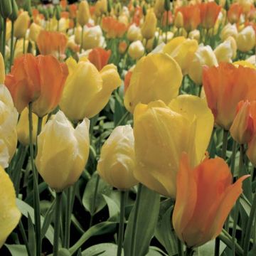 Harmonia Após a Chuva...