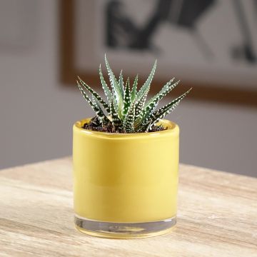 Haworthia Big Band - Haworthia-zebrada