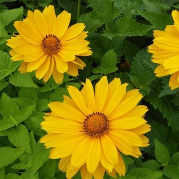 Heliopsis helianthoides Venus