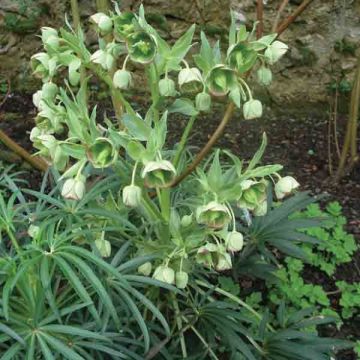 Helleborus foetidus - Erva-besteira verde