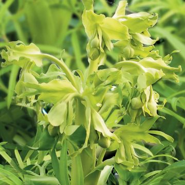 Helleborus foetidus Amarelo