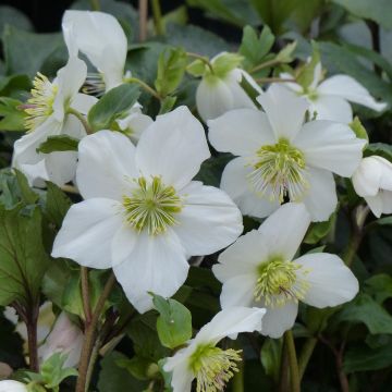 Helleborus x lemonnieriae Paradenia