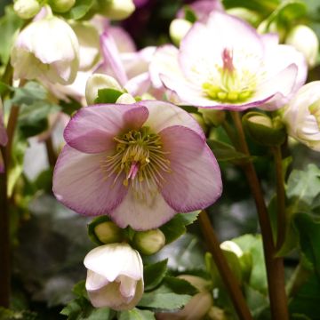 Helleborus glandorfensis Ice N' Roses Picotee