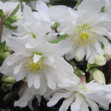 Helleborus niger Double Fashion
