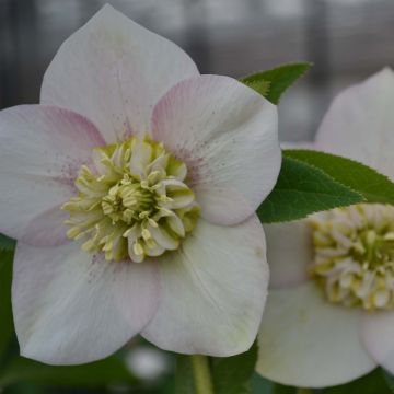 Helleborus orientalis Anemone Rosa