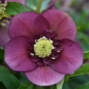 Helleborus orientalis Anemone Vermelha