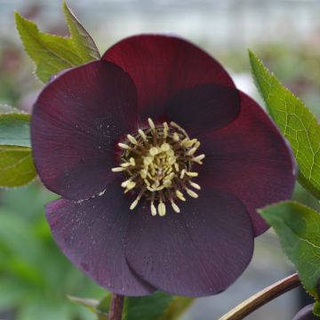 Helleborus orientalis Preta