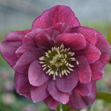 Helleborus orientalis Double Vermelha