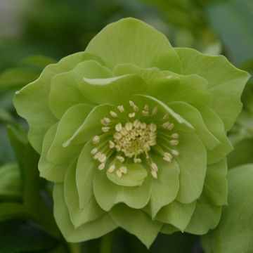 Helleborus orientalis Double Verde