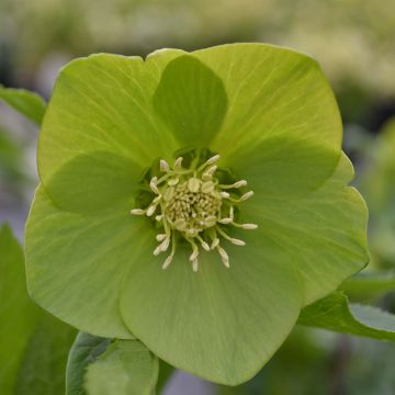 Helleborus orientalis Green