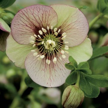 Helleborus orientalis Picotee - Rosa quaresmal