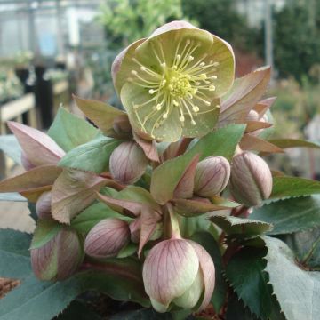 Helleborus sternii Grey Star