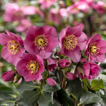 Helleborus lemperii Lenia