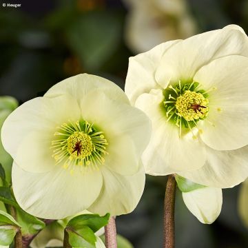 Helleborus lemperii Linda