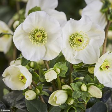 Helleborus lemperii Linn