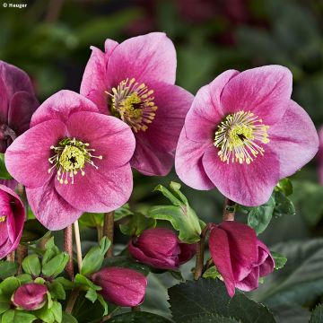 Helleborus lemperii Lulu