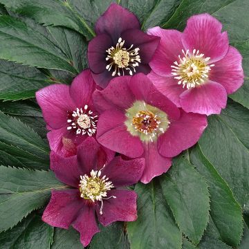 Helleborus orientalis Magic Rouge