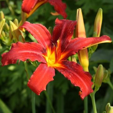Hemerocallis Sammy Russell