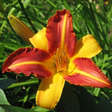 Hemerocallis Frans Hals