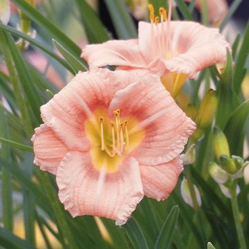 Hemerocallis Everydaylily Rosa