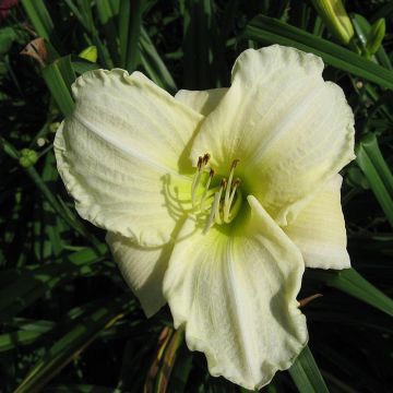 Hemerocallis White Temptation