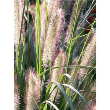 Pennisetum alopecuroides Herbstzauber