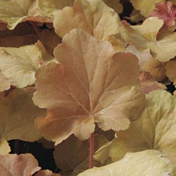 Heuchera Caramel