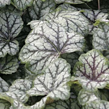 Heuchera Green Spice