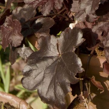 Heuchera Obsidian