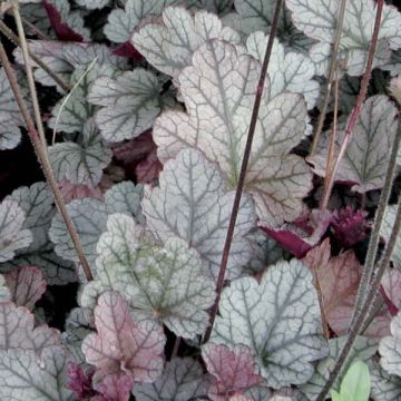 Heuchera Silver Scrolls
