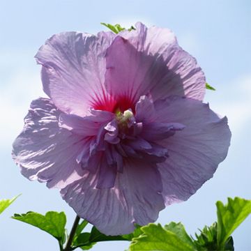 Hibisco-da-síria Lavender Chiffon - Hibiscus syriacus