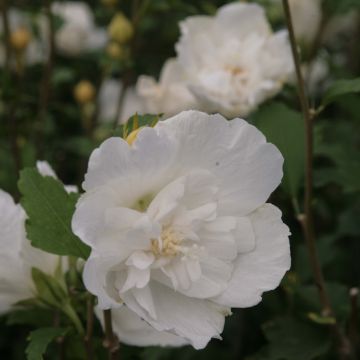 Hibisco-da-síria White Chiffon - Hibiscus syriacus