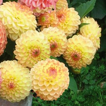 Dália decorativa Hillcrest Margaret