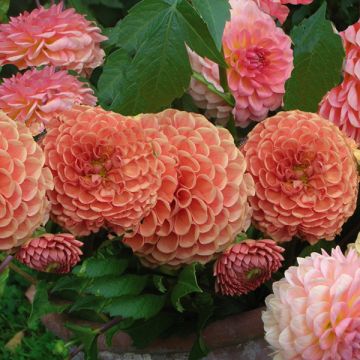 Dália bola Hillcrest Suffusion