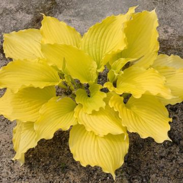 Hosta Dancing Queen