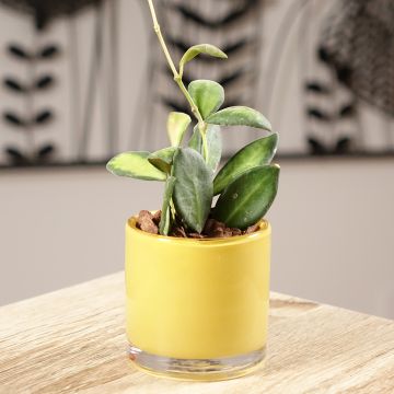 Hoya burtoniae Variegata