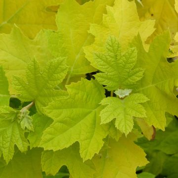 Hortênsia quercifolia Little Honey