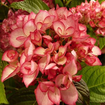 Hortênsia macrophylla Salsa